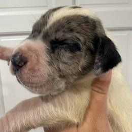 Bryson Gray - Mantle merle male Great Dane puppy in Florida from Beachside Kennels