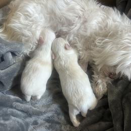 Boy 1 - White male Maltese puppy in Merrillville, Indiana from Holley's Lovable Maltese Puppies