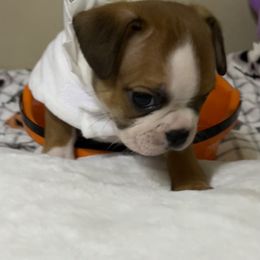 Boston Terrier and French Bulldog Puppies from Angie's Little Bostons And Frenchies