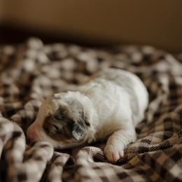 Tecca - female Australian Mountain Doodle puppy in Dalton, Ohio from Haven Doodles