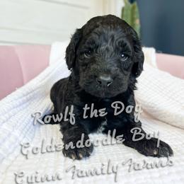 Rowlf the Dog - Black male Goldendoodle puppy in Grove, Oklahoma from Guinn Family Farms