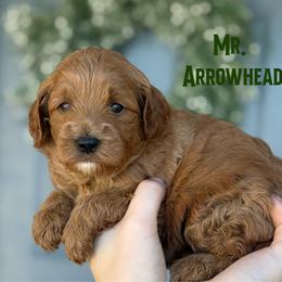 Mr. Arrowhead - Red male Cavapoo puppy in Sacramento, California from Dandy Doodles Goldendoodles