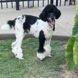 Magic - Parti male Poodle puppy in Sperry, Oklahoma from PuppyLove Poodles