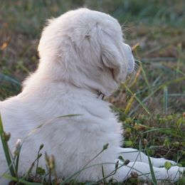 Golden Retriever Puppies from Tipsy Tails Ranch