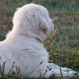 Golden Retriever Puppies from Tipsy Tails Ranch