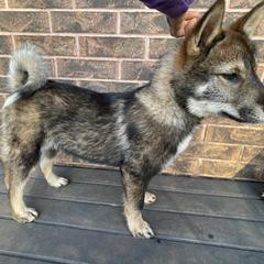 Muu - Black sesame female Shikoku Ken puppy in Tribbey, Oklahoma from Osaka Ninken Shikoku