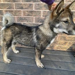 Muu - Black sesame female Shikoku Ken puppy in Tribbey, Oklahoma from Osaka Ninken Shikoku