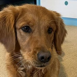Jemma - Golden Retriever