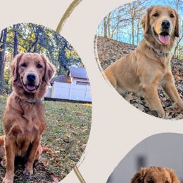 Autumn - Golden Retriever