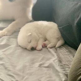 Samoyed Puppies from ArticCross Samoyeds-Florida
