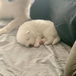 Samoyed Puppies from ArticCross Samoyeds-Florida