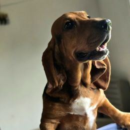 Pip - Basset Hound