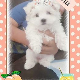 Maltese Puppies from Leslie's Maltese