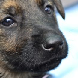 German Shepherds and Labrador Retrievers from Varian Kennels