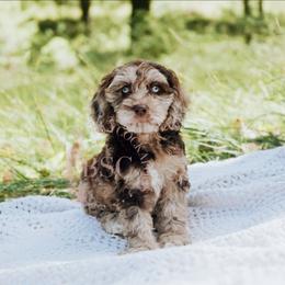 Junie - Merle female Cockapoo puppy in Missoula, Montana from Big Sky Cockapoos