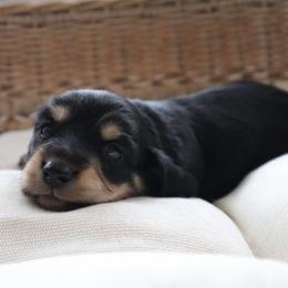 Pink collar - Black and cream female Dachshund puppy in Mc Donough, Georgia from Hot Diggity Doxies