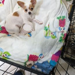 Chihuahua Puppies from Pampered Chihuahuas