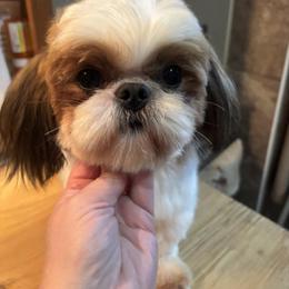 Summer - Shih Tzu