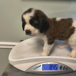 Uma - Brown and white female Saint Bernard puppy in Clover, South Carolina from Sweetest Saints
