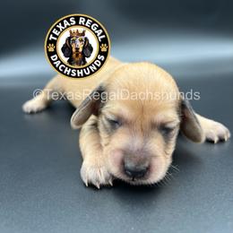 Muffin 3500 - Cream female Dachshund puppy in Houston, Texas from Texas Regal Dachshunds LLC