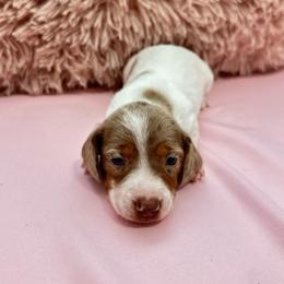 Fati - Dapple female Dachshund puppy in Homstead, Florida from Bravo Dachshunds