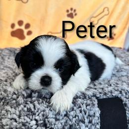 Peter - Black and white male Shih Tzu puppy in Cordova, Tennessee from TrueLine kennels