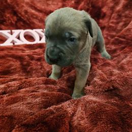 Fernando - Gray and fawn male Cane Corso puppy in Roachdale, Indiana from Cast Iron Kennels