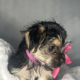 Biewer Terrier, Companion Cross, and Morkie Puppies from Puppy Boutique
