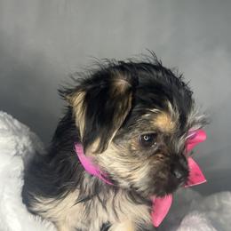 Biewer Terrier, Companion Cross, and Morkie Puppies from Puppy Boutique