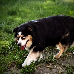Diesel - Miniature Australian Shepherd