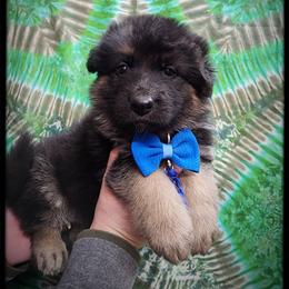 John McClain - Black and tan male German Shepherd puppy in Fort Jennings, Ohio from Von Holtzapple German shepherds