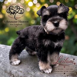 Leilani AKC - Black and silver female Miniature Schnauzer puppy in Pelzer, South Carolina from Schnauzer Heaven Von Longbach