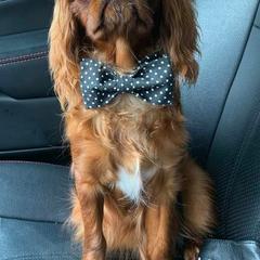 English Toy Spaniels from Debb's English Toy Spaniels