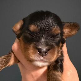 BT girl 1 - Black and tan female Cavalier King Charles Spaniel puppy in Queen Creek, Arizona from Andresen's Cavaliers