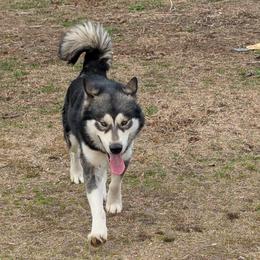 Wayeh Ace in the hole - Agouti and white male Alaskan Malamute puppy in Louisburg, North Carolina from Rockin' Maples Malamutes