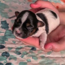 Prospero - Light Blue Collar - Black gold and white male Shorkie puppy in Troy, Ohio from Ever After Tails