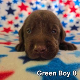 Green Boy chocolate - Chocolate male Labrador Retriever puppy in Potosi, Wisconsin from Point and Flush Gun Dogs