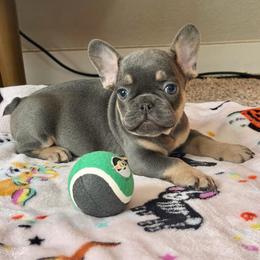 Blake - Blue male French Bulldog puppy in Colorado Springs, Colorado from Sun Mountain Frenchies