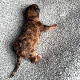 Boy2 - Merle male Goldendoodle puppy in Jacksonville, Florida from Dandelion Doodles