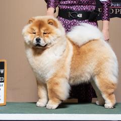 Chow Chow from Indigo Chows