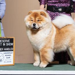 Chow Chow from Indigo Chows