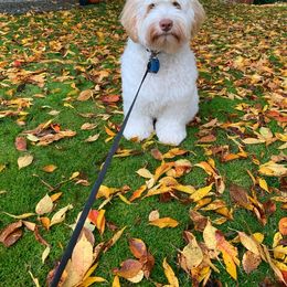 Bernedoodle and Double Doodle Puppies from Cloud Nine Doodles
