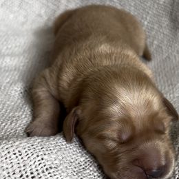 Golden Retrievers and Labradoodles from Mount Olive Doodles