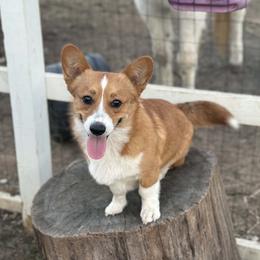Benson Swoon - Pembroke Welsh Corgi