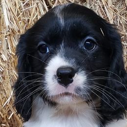 Companion Crosses from Signature Spaniels