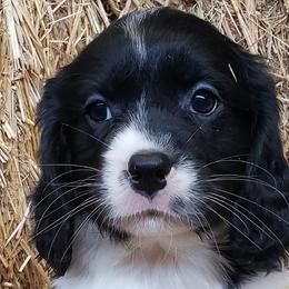 Companion Crosses from Signature Spaniels
