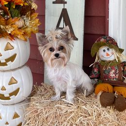 Chanel - Yorkshire Terrier