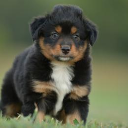 Zouwu - Black tri female Miniature Australian Shepherd puppy in Hartman, Arkansas from Southern Edition Aussies