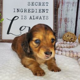 Dachshund Puppies from Heart 2 Heart Puppies