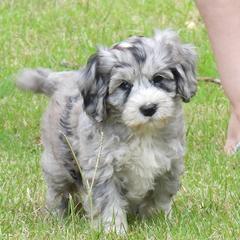 Tie - Australian Cobberdog
